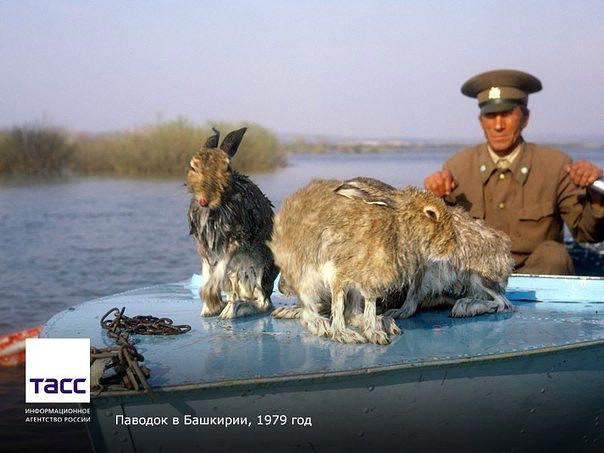 Мазай существует