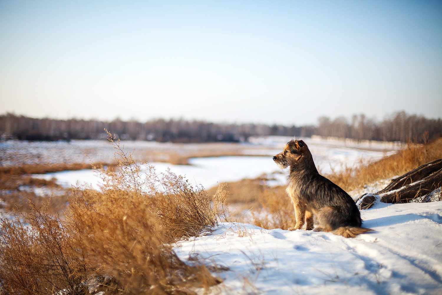 Песик любуется закатом =)