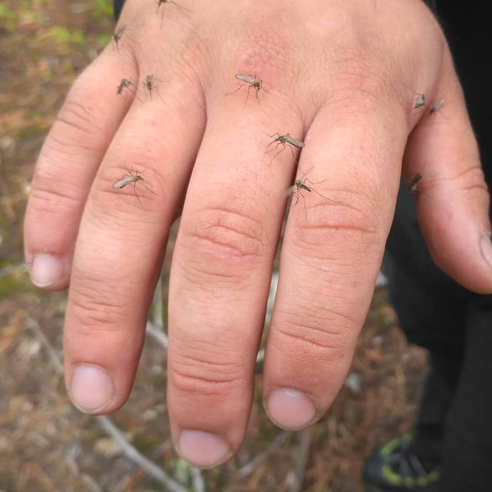 Коротко о комарах в походе 