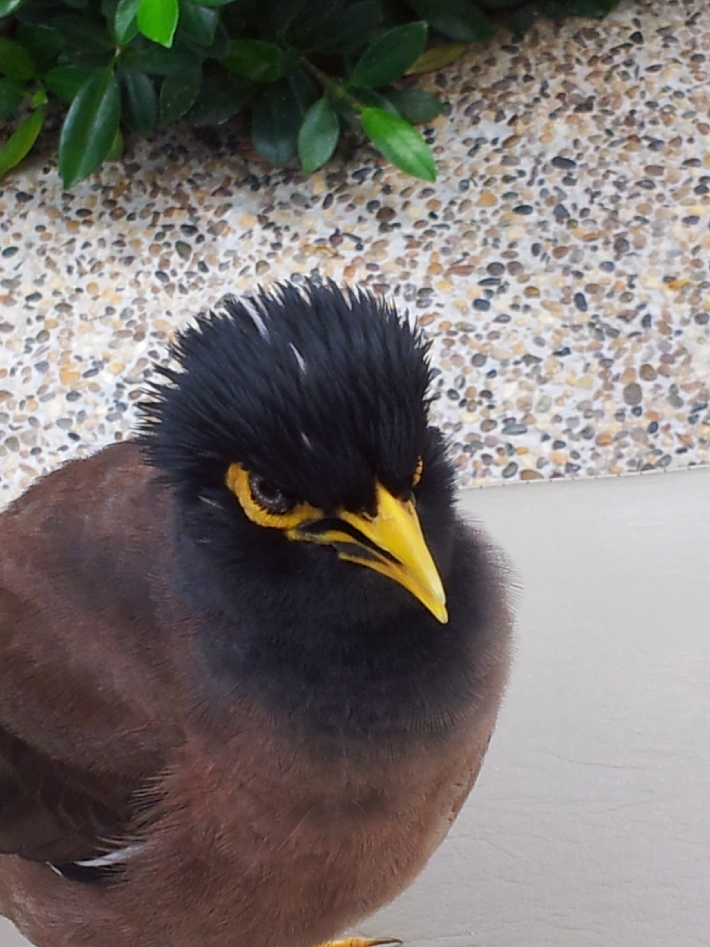 Тайский птиц