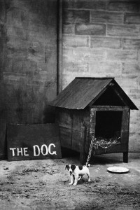 The Dog The Dog