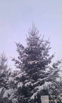 Йолки в коих патирялся Сирёга))))))