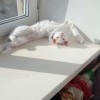 Потерялась кошка