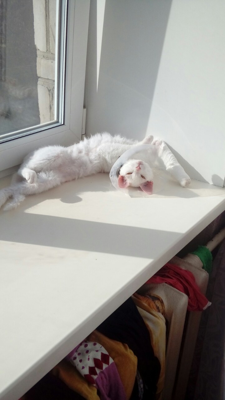 Потерялась кошка