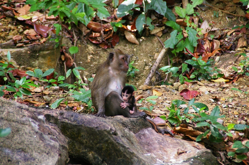 Обезьянка с мелким