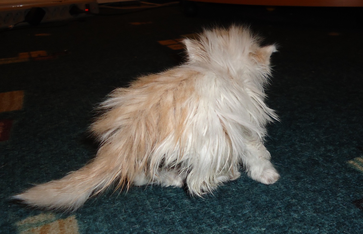 котенку нужен дом