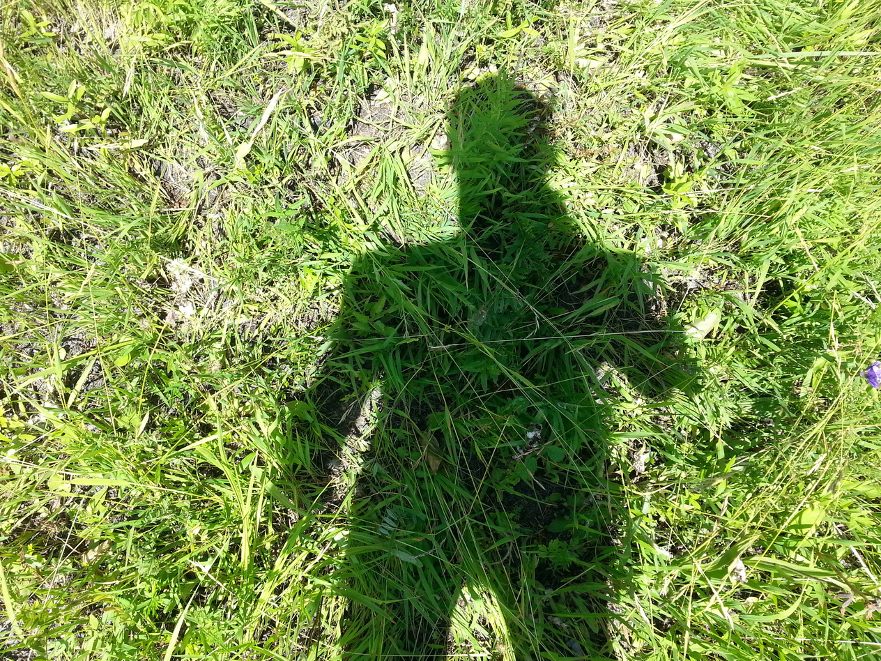 Тень травяная)))))))