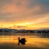 Лебедь в золотом Лебедь в золотом