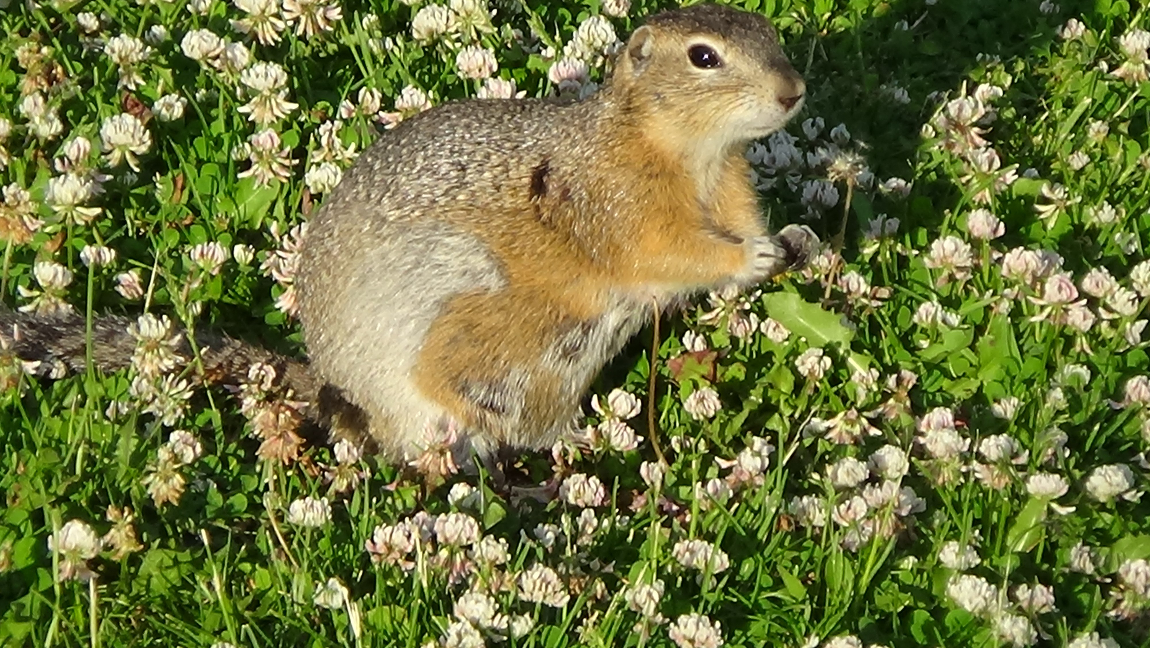 Чупокабра алтайская-1