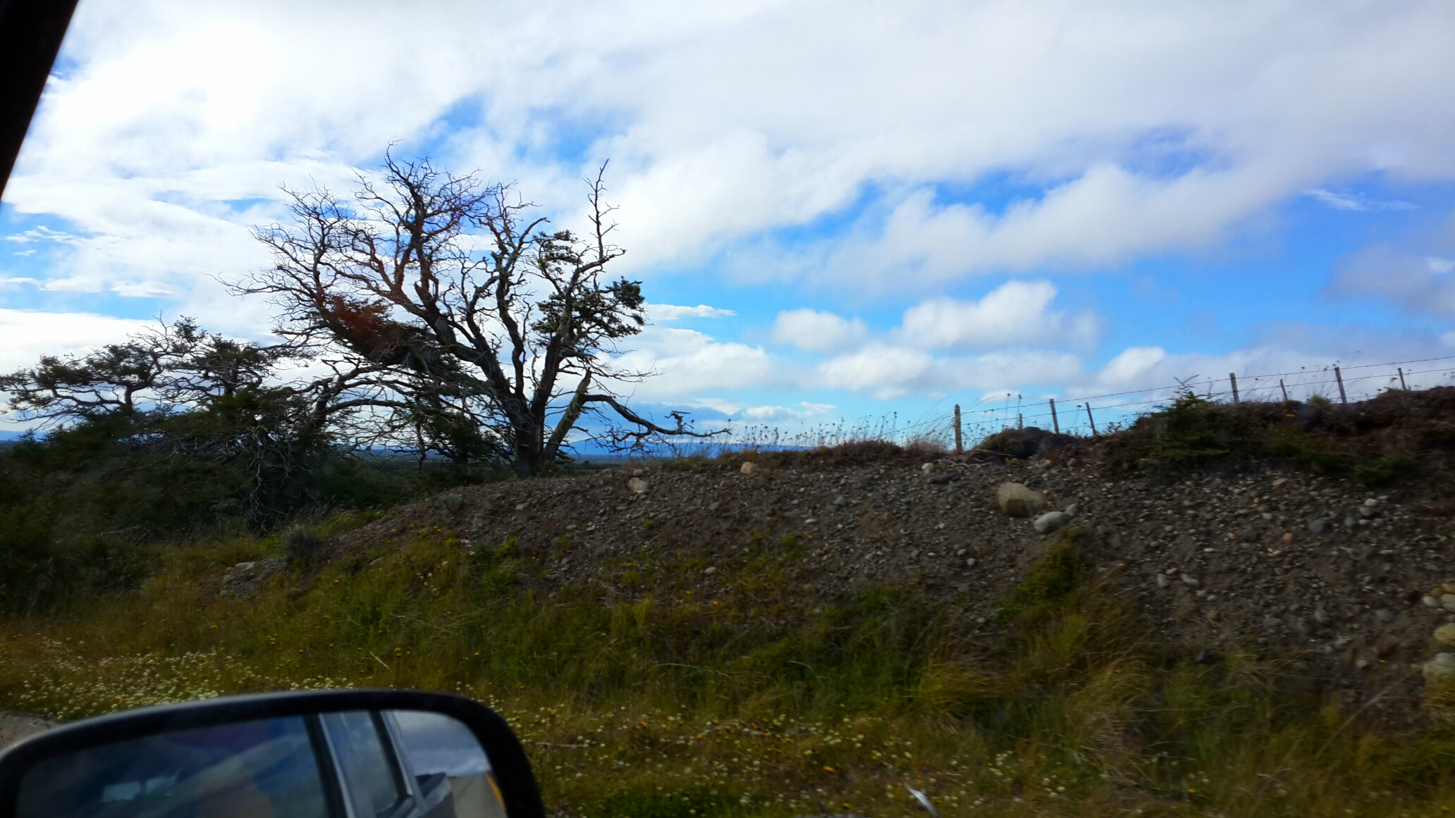 прямый деревья в Патагонии не растут
