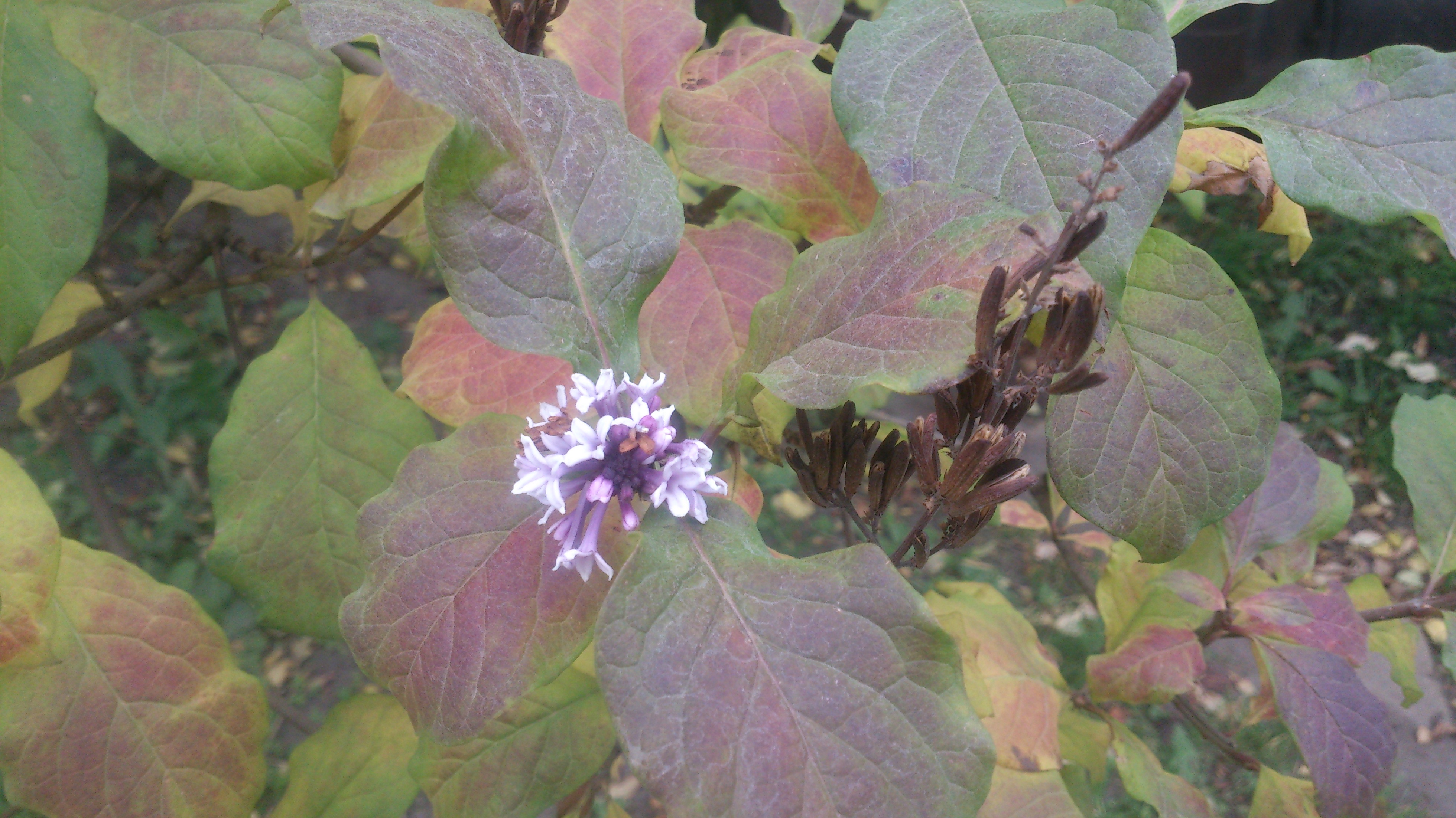 Октябрьская сирень