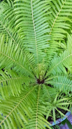 папоротниг))))))