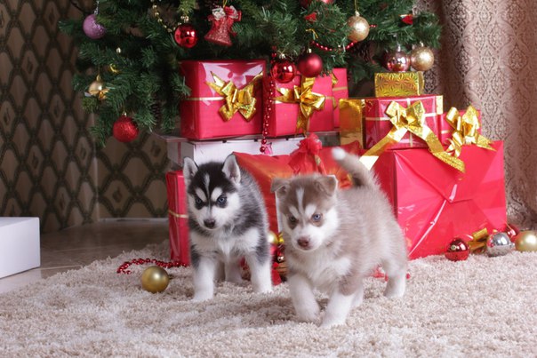 Включи настроение ))))))))))))))))