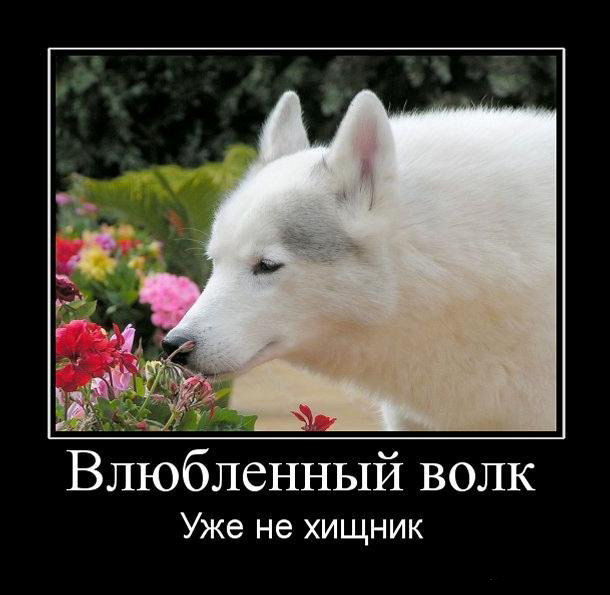 Влюбленный волк