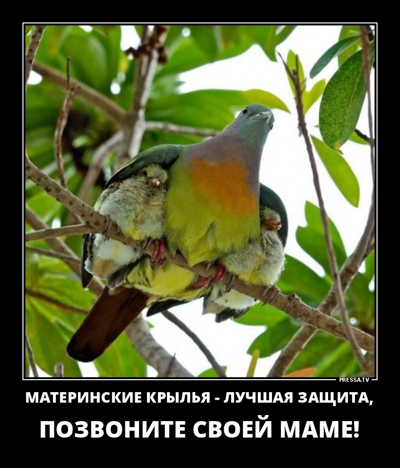 Материнские крылья