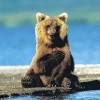 Камчатский медведь и мухи не обидит! Камчатский медведь и мухи не обидит!