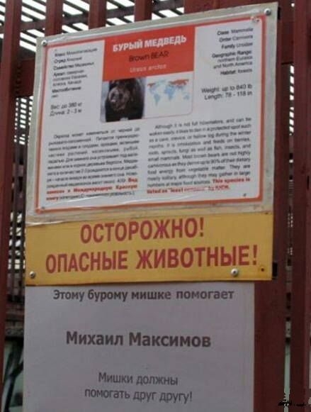 Бурый медведь