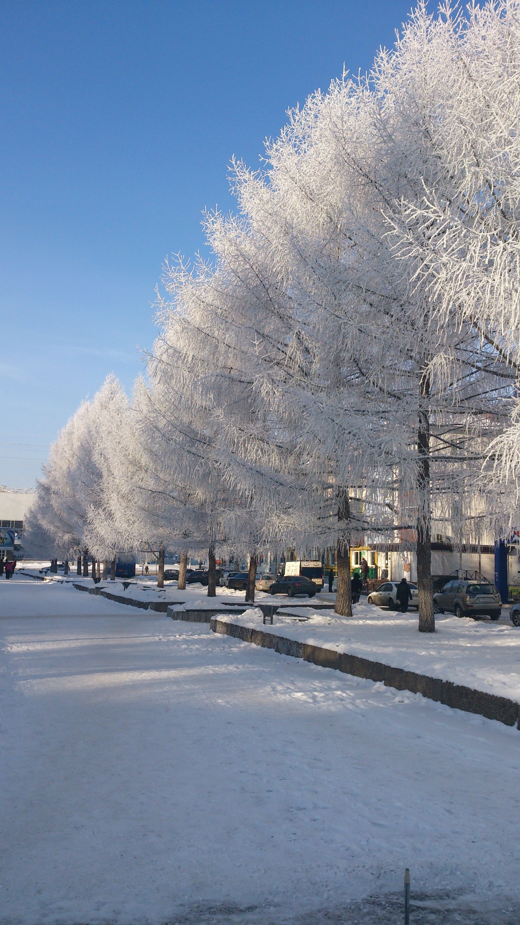 Аллея лиственниц в куржаке