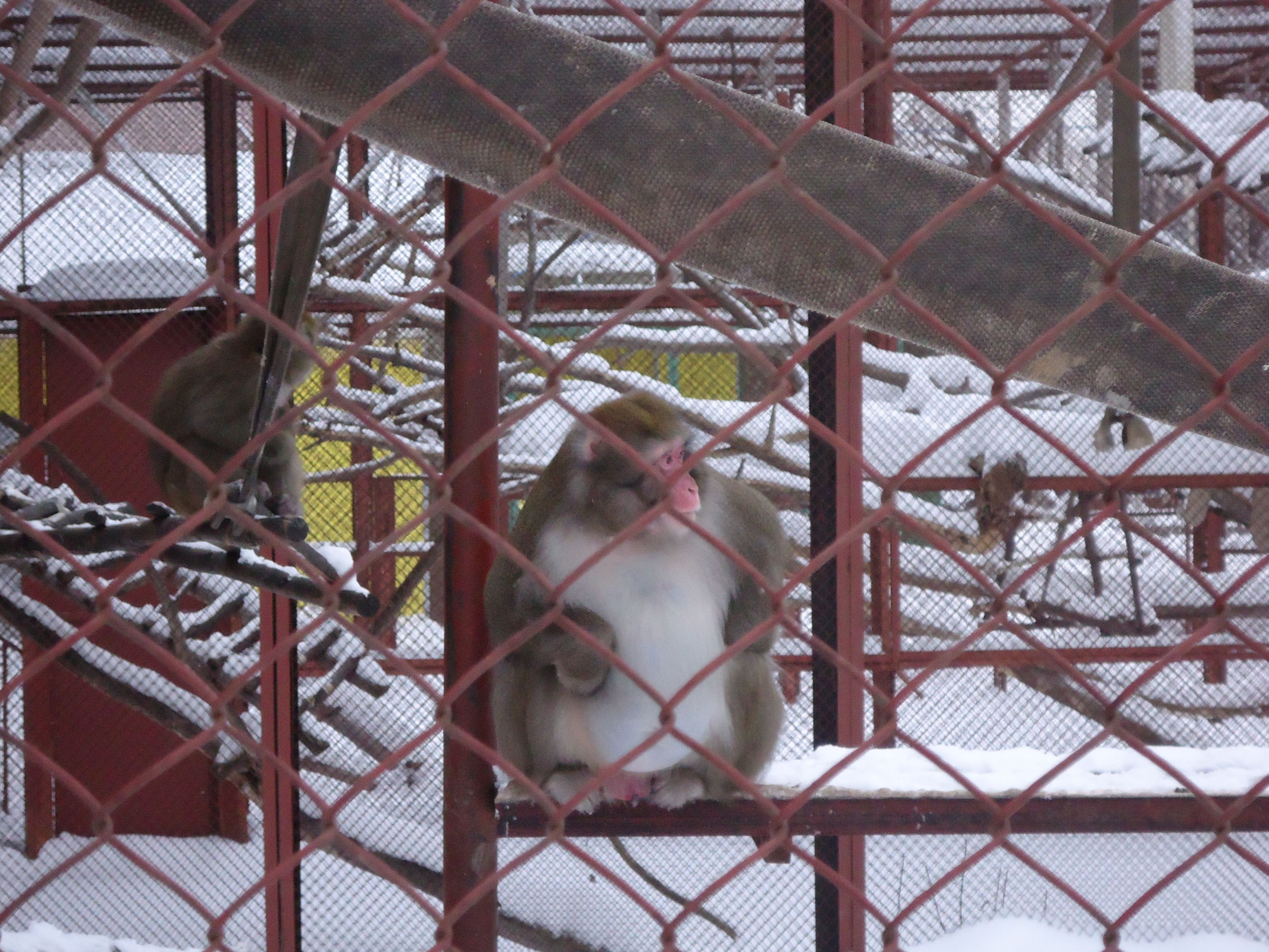 Японский макак