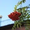 IMG 0883