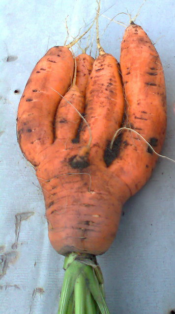 Вот такое чудище выросло