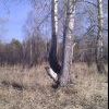 О многом заставляит зодумаца))))весна)))) О многом заставляит зодумаца))))весна))))