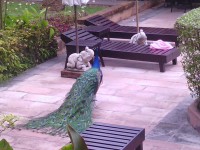 павлин,шляющийся под окнами...