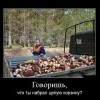 Грибная тема