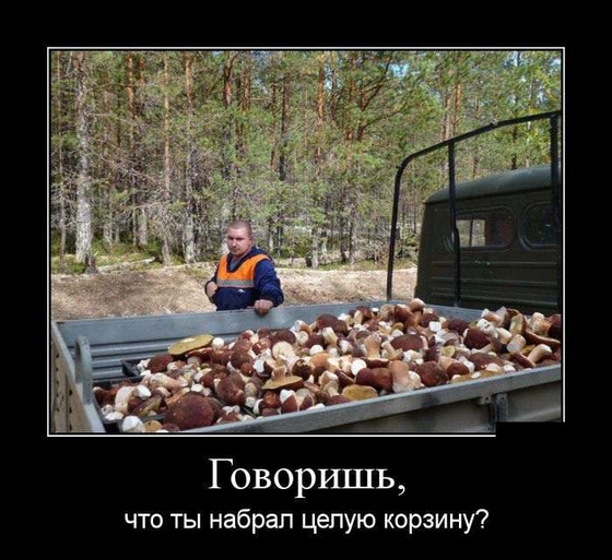 Грибная тема