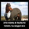 Конь в пальто Конь в пальто