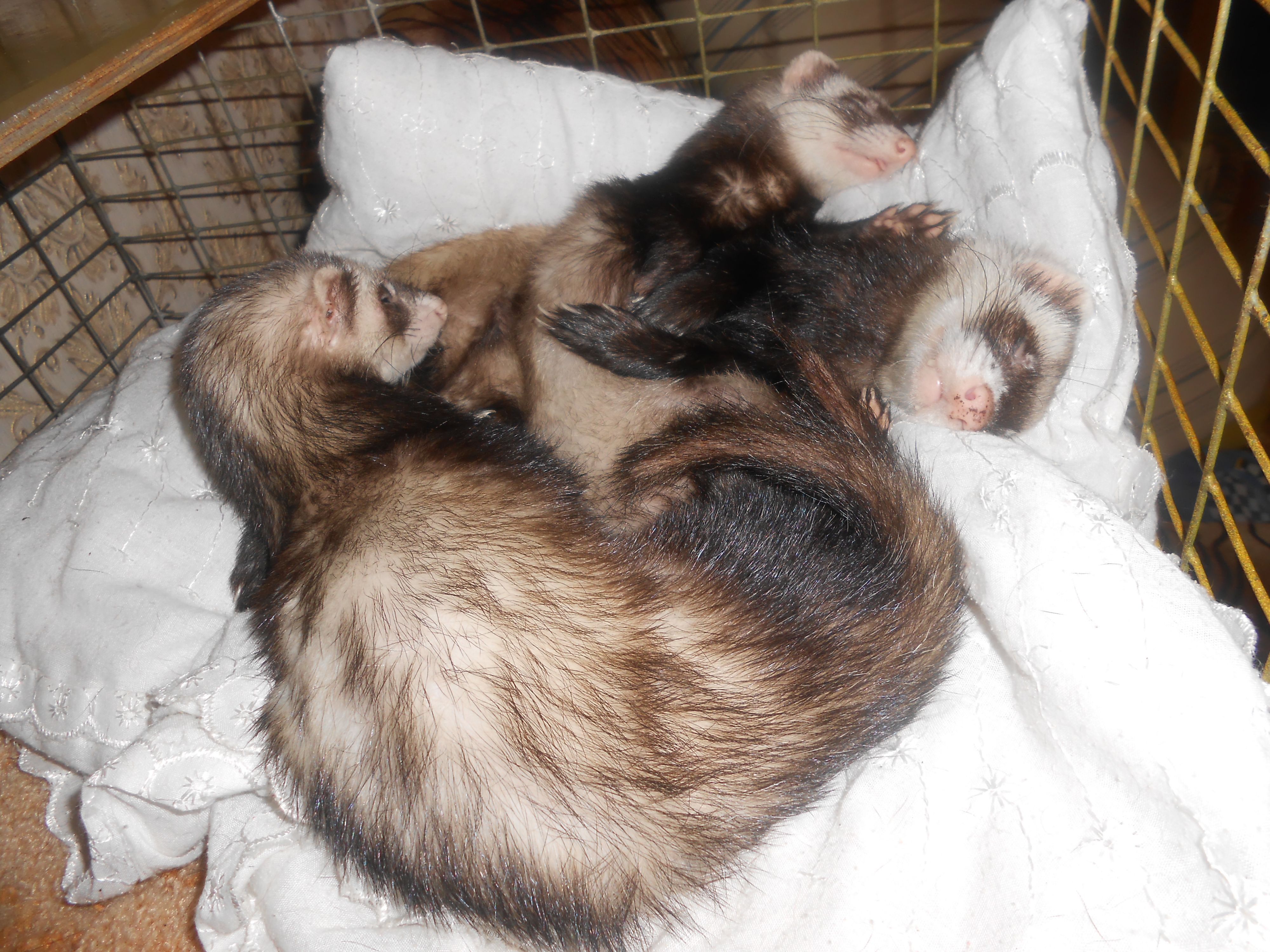 Трехглавй змей горыныч!!!!