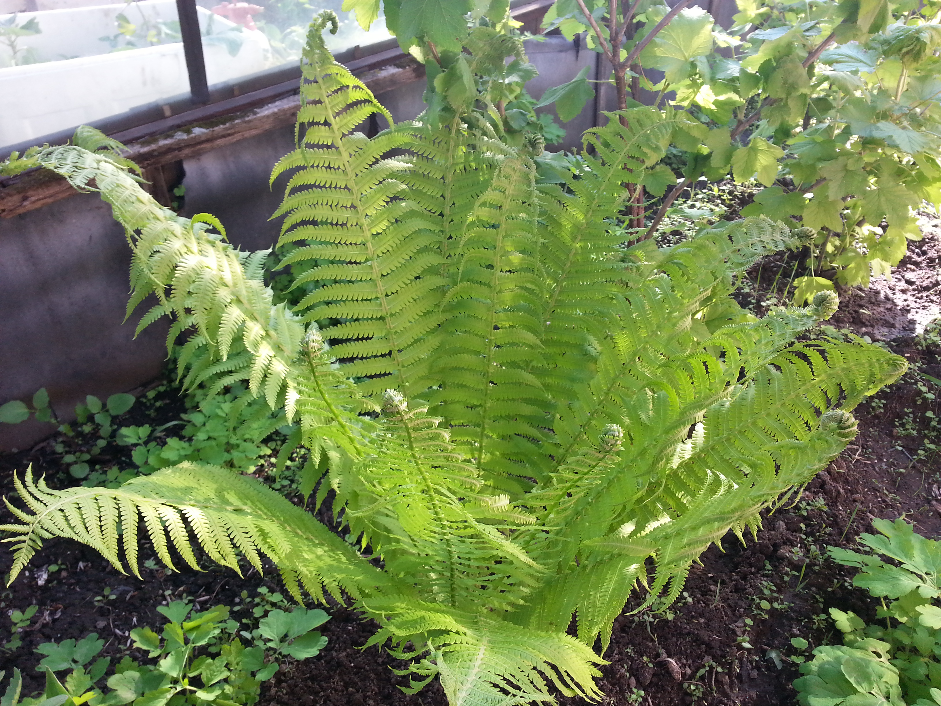 Папаратниг))))))