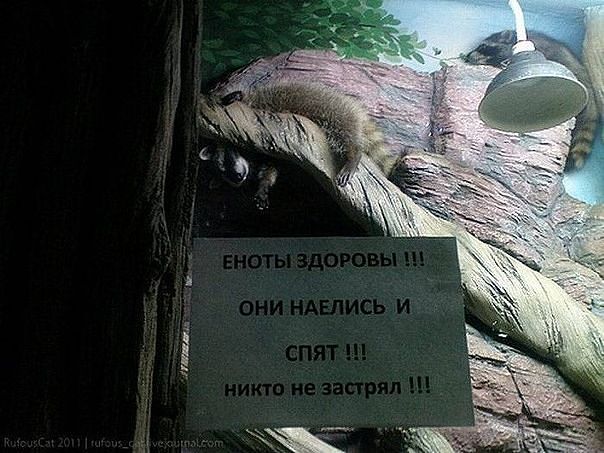 Еноты
