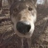 Не ложися на краю(прийдет серенький волчок)... Не ложися на краю(прийдет серенький волчок)...