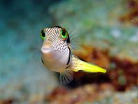 мальдивская рыбка