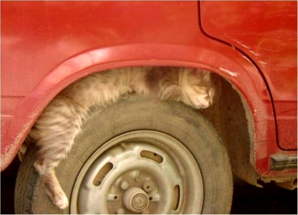Котейка устроился