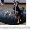 Собачий луч Собачий луч