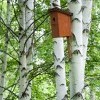 скворечник