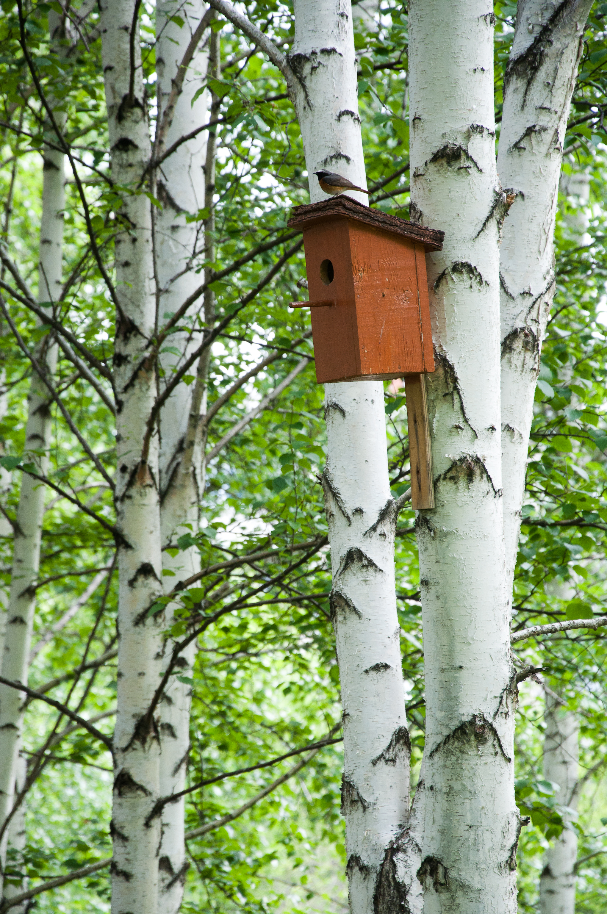 скворечник