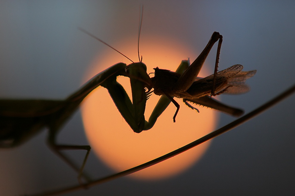 Ужин богомола)