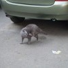 Кошачья почесуха