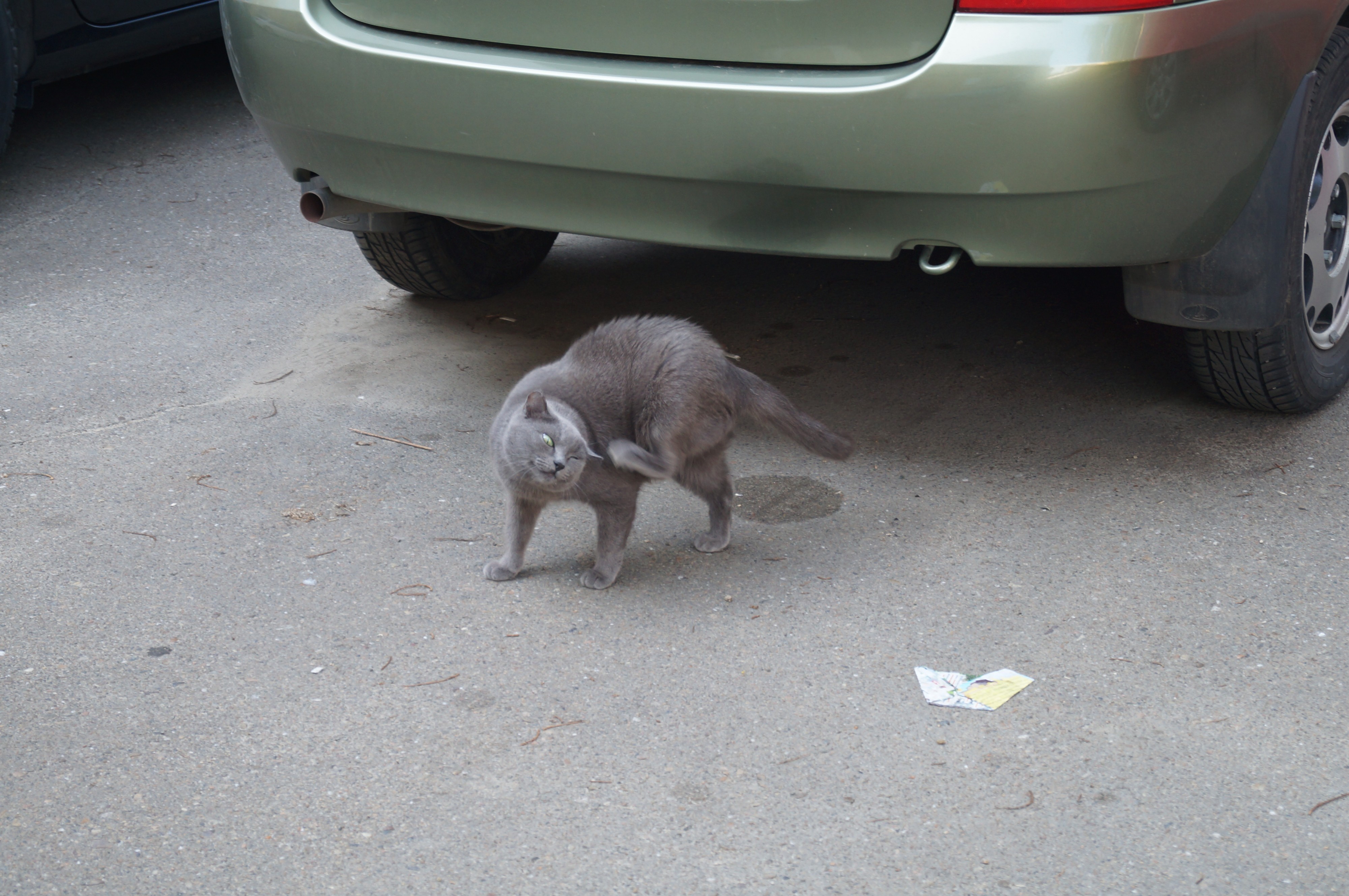 Кошачья почесуха