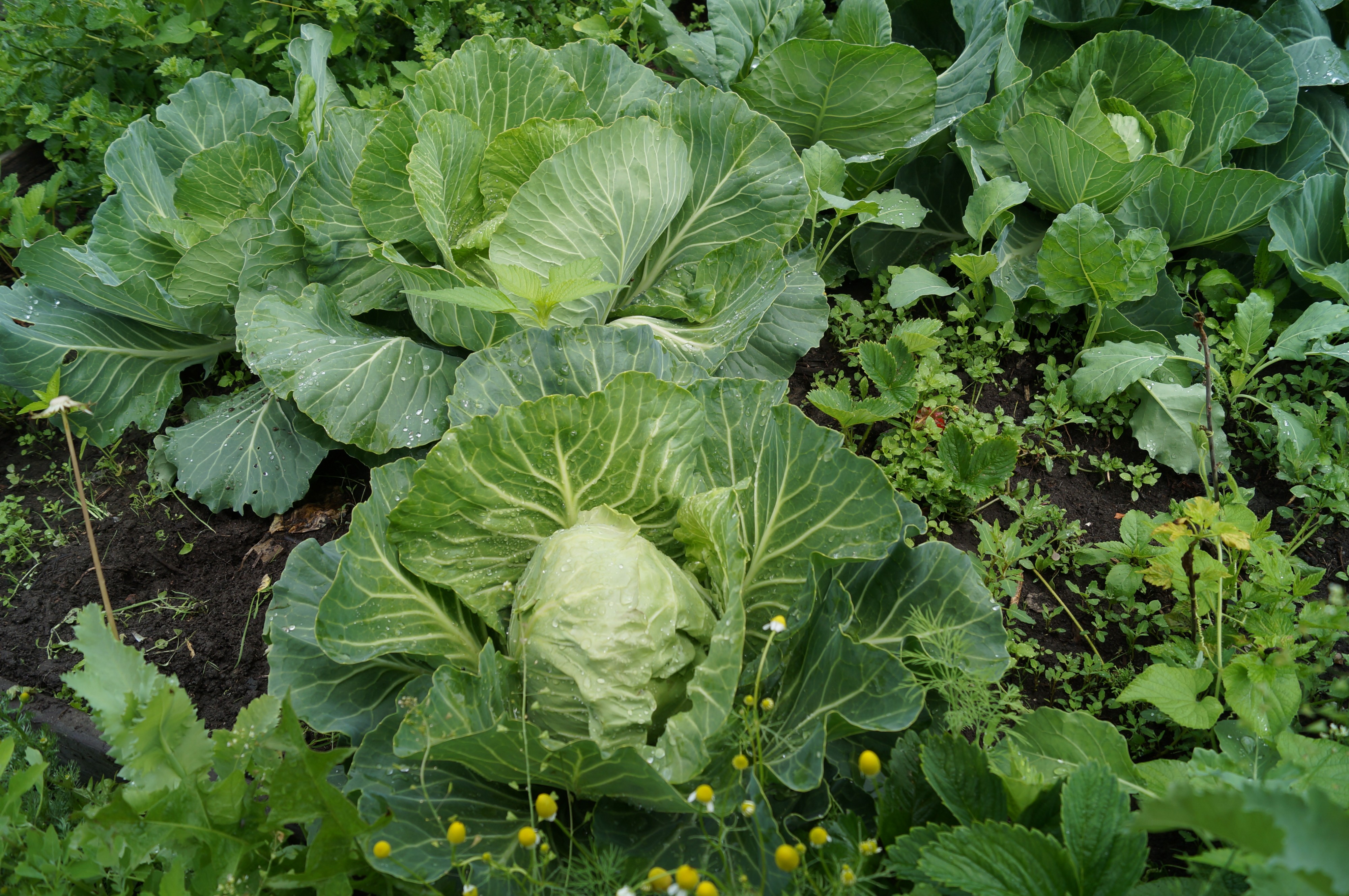 Капуста вилкуется