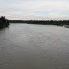 Китой полноводный Китой полноводный