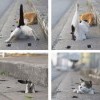 Котэ Котэ
