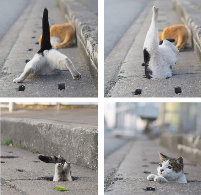 Котэ