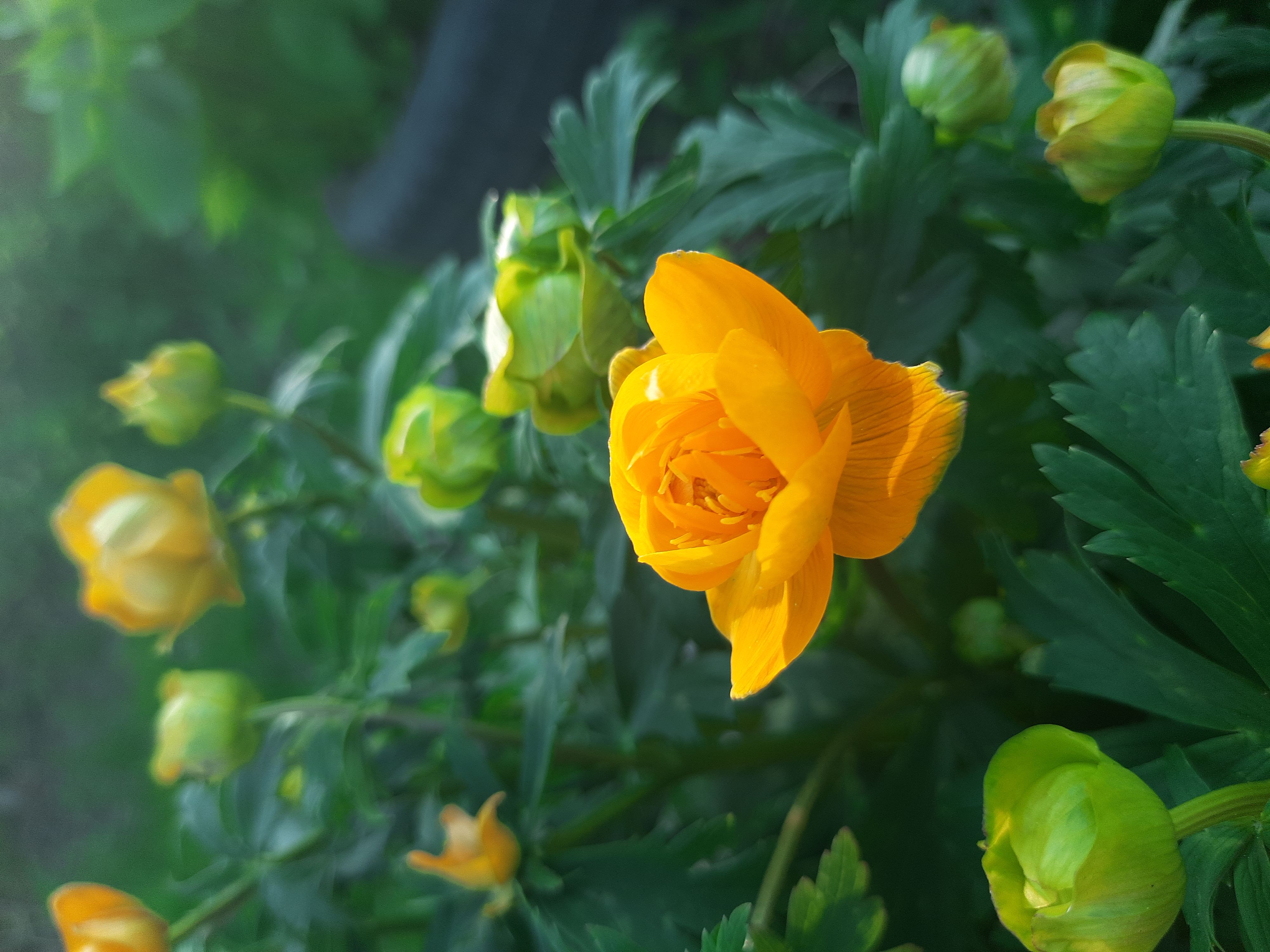 Сибирская красота зацвела