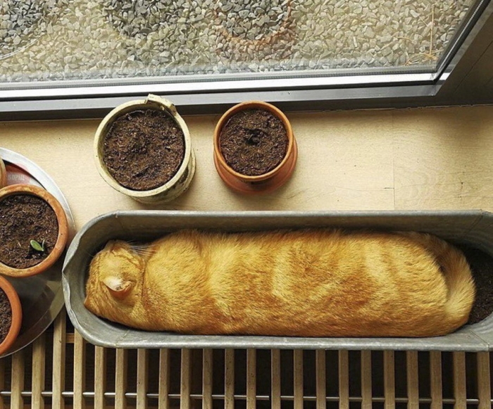Котэ