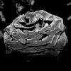 Black rose Black rose