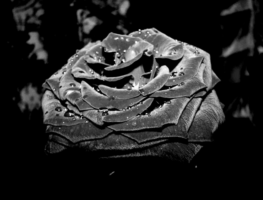 Black rose